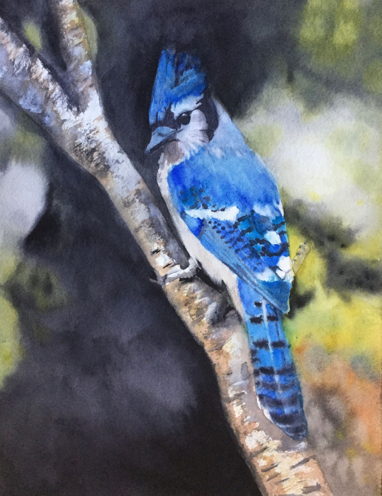Blue Jay Rita Prahl